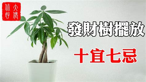 發財樹開花好嗎|發財樹開花的秘密：揭開這美麗植物的神秘面紗 – 植物盆栽綠寶典